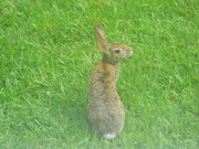 26th Jul 2022 - Rabbit in Side Yard
