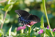 26th Jul 2022 - Another Swallowtail