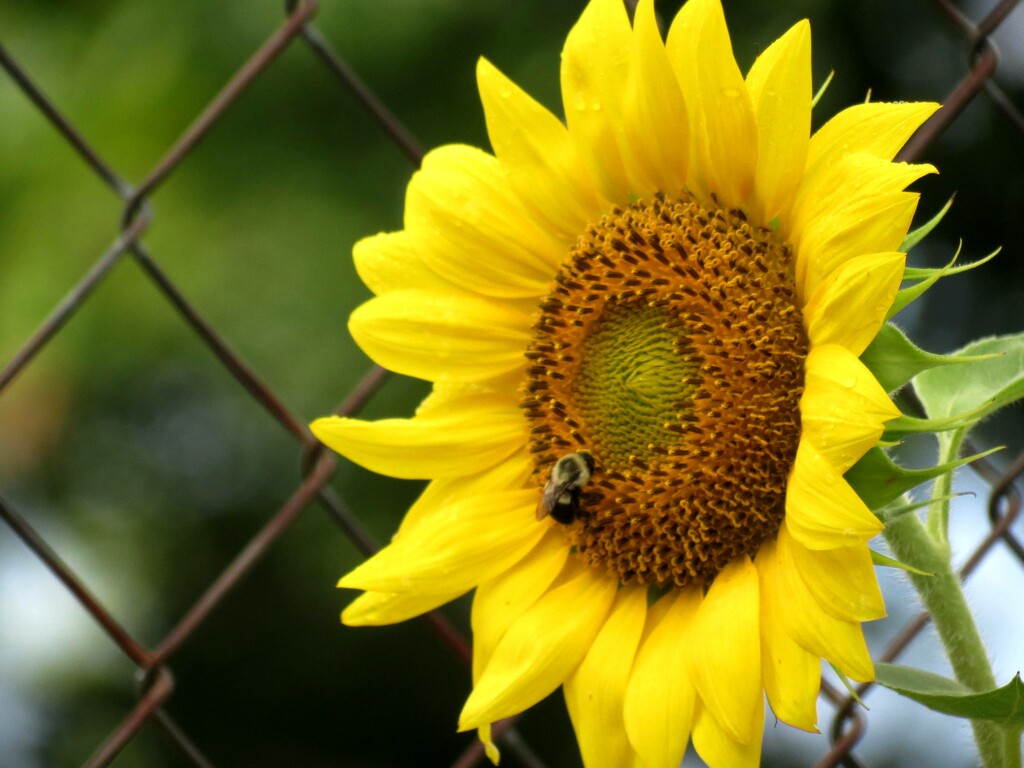 Bonus Bee Behaving Busily By Bloom by grammyn