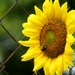 Bonus Bee Behaving Busily By Bloom by grammyn