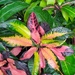 Colorful Plant by julie