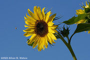 26th Jul 2022 - Sunflower and Friend