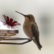 24th Jul 2022 - Hummingbird