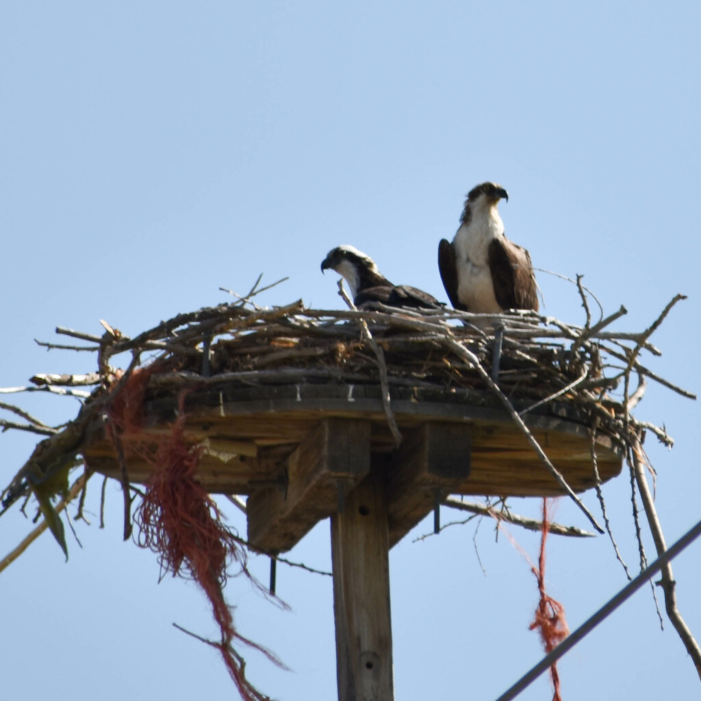 Osprey Nest by bjywamer