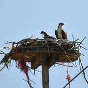 24th Jul 2022 - Osprey Nest