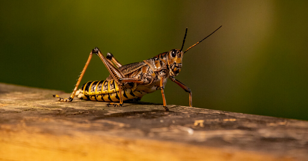 Another Eastern Lubber Grasshopper! by rickster549
