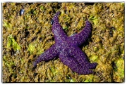 25th Jul 2022 - Starfish on the Beach