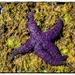 Starfish on the Beach by jnr