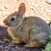 Baby Bunny by seattlite