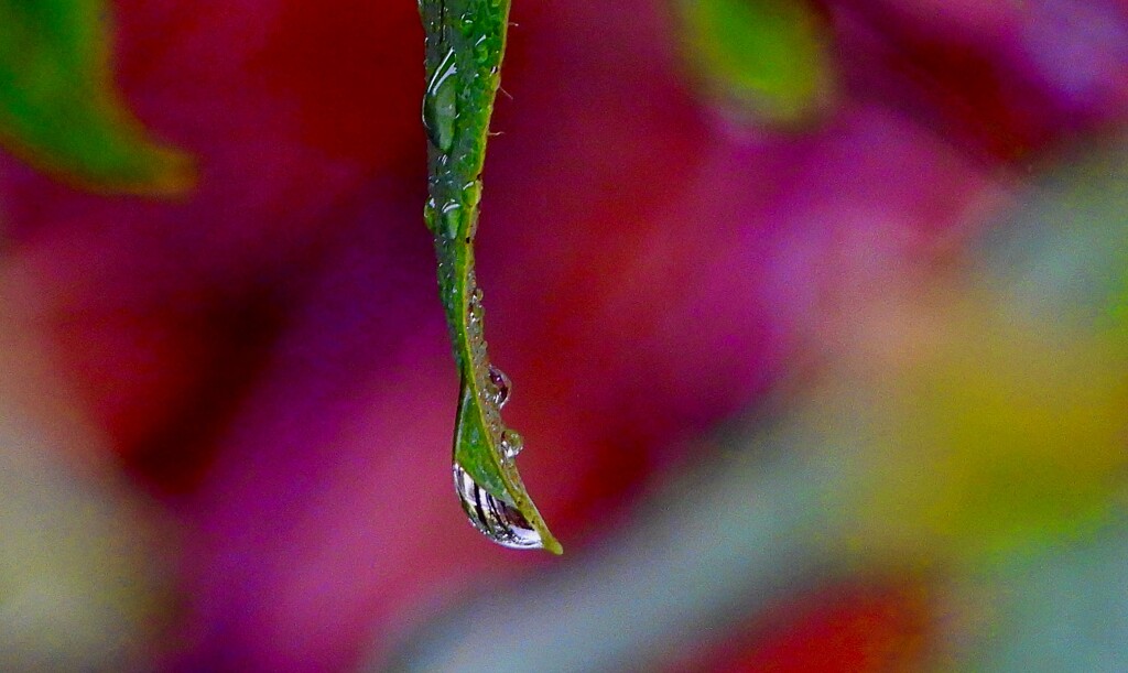 The drop... by maggiemae