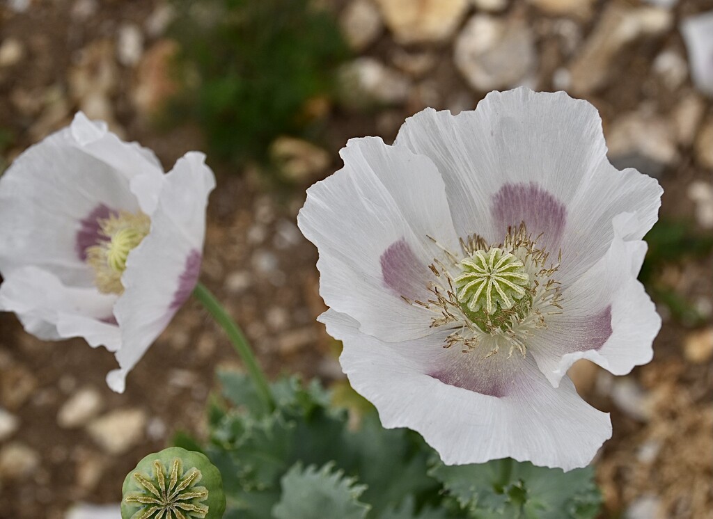 More than just a White poppy. by wakelys
