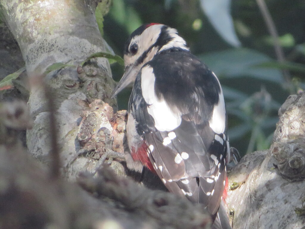 Greater Spotted Woodpecker by jmdspeedy