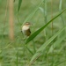 sedge warbler at Magor Marsh by cam365pix