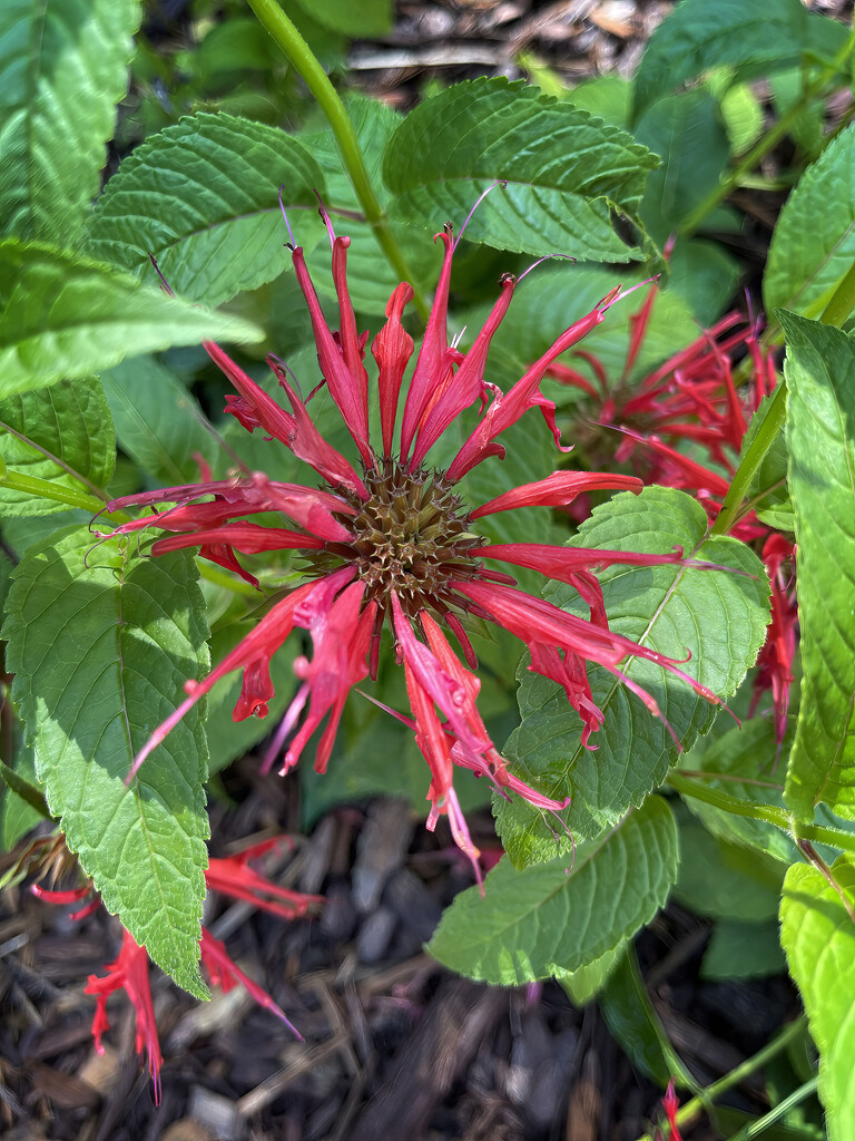 Scarlet Bee Balm by k9photo