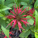Scarlet Bee Balm by k9photo