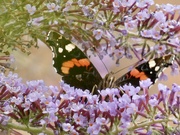 27th Jul 2022 - Just love a Red Admiral