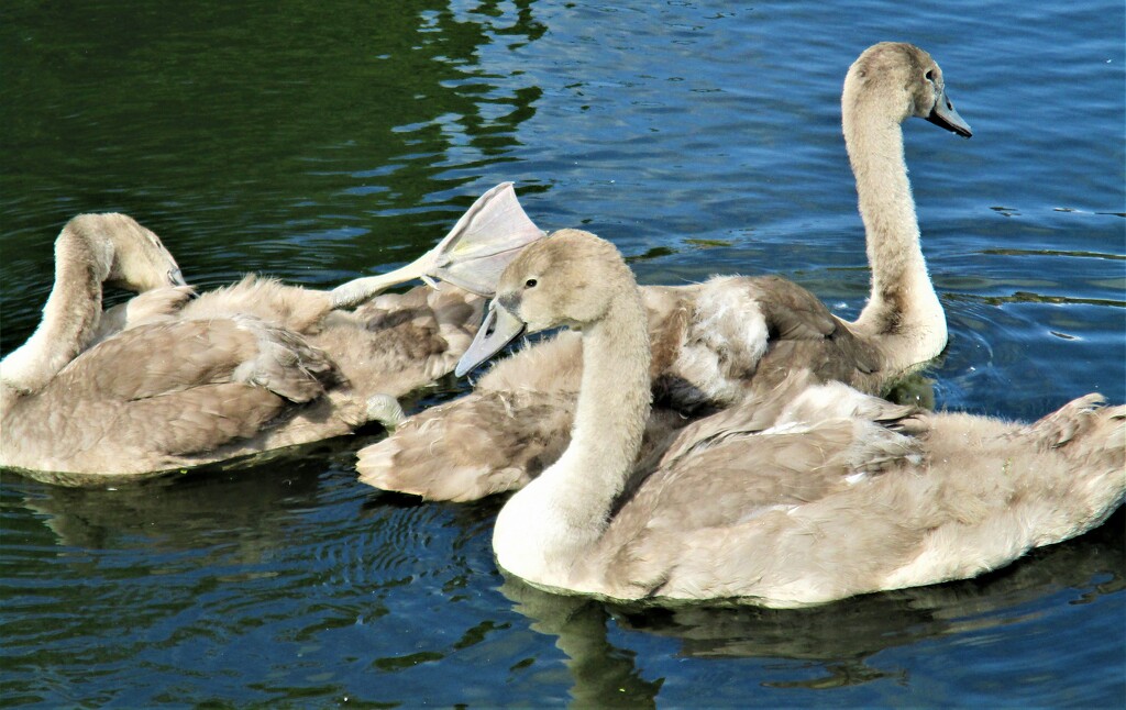 Three cygnets on the Leeds Liverpool canal. Rishton. by grace55