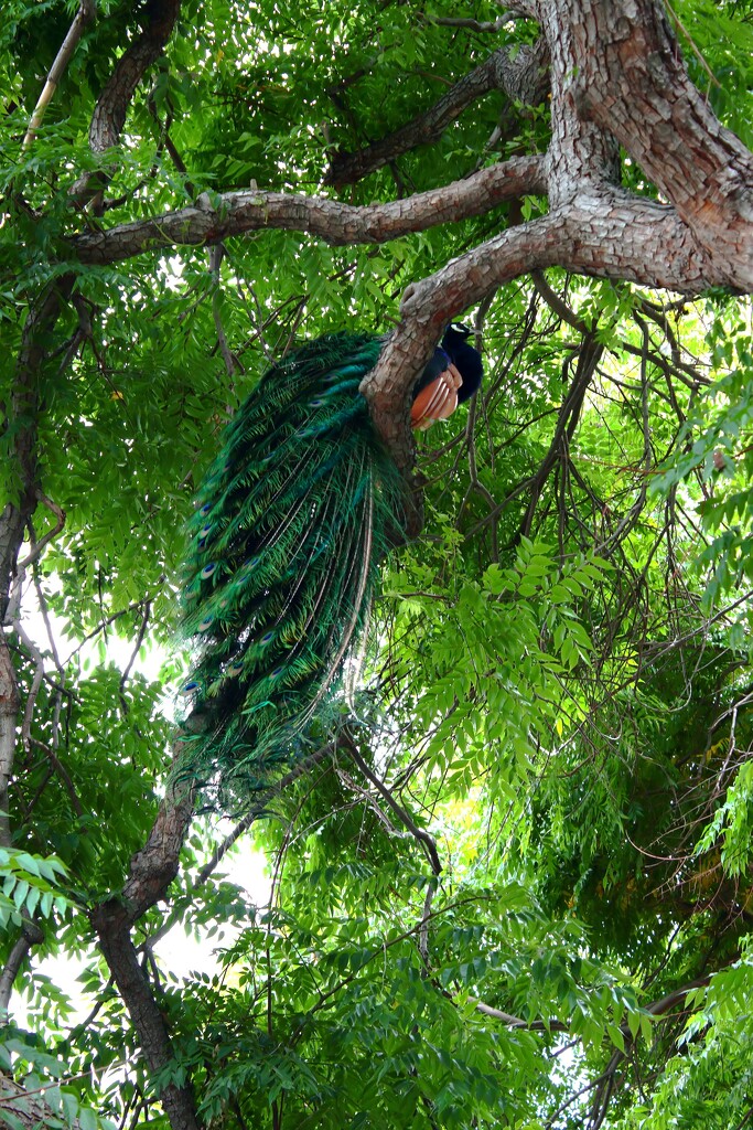 peacock in tree by blueberry1222
