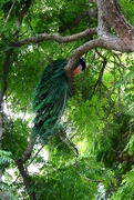 27th Jul 2022 - peacock in tree