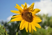 26th Jul 2022 - Sunflower