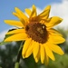 Sunflower by sandlily