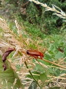 27th Jul 2022 - Red Soldier beetle