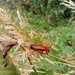 Red Soldier beetle by 365projectorgjoworboys