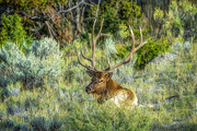 27th Jul 2022 - Elk near Mammoth Hot Springs, Yellowstone