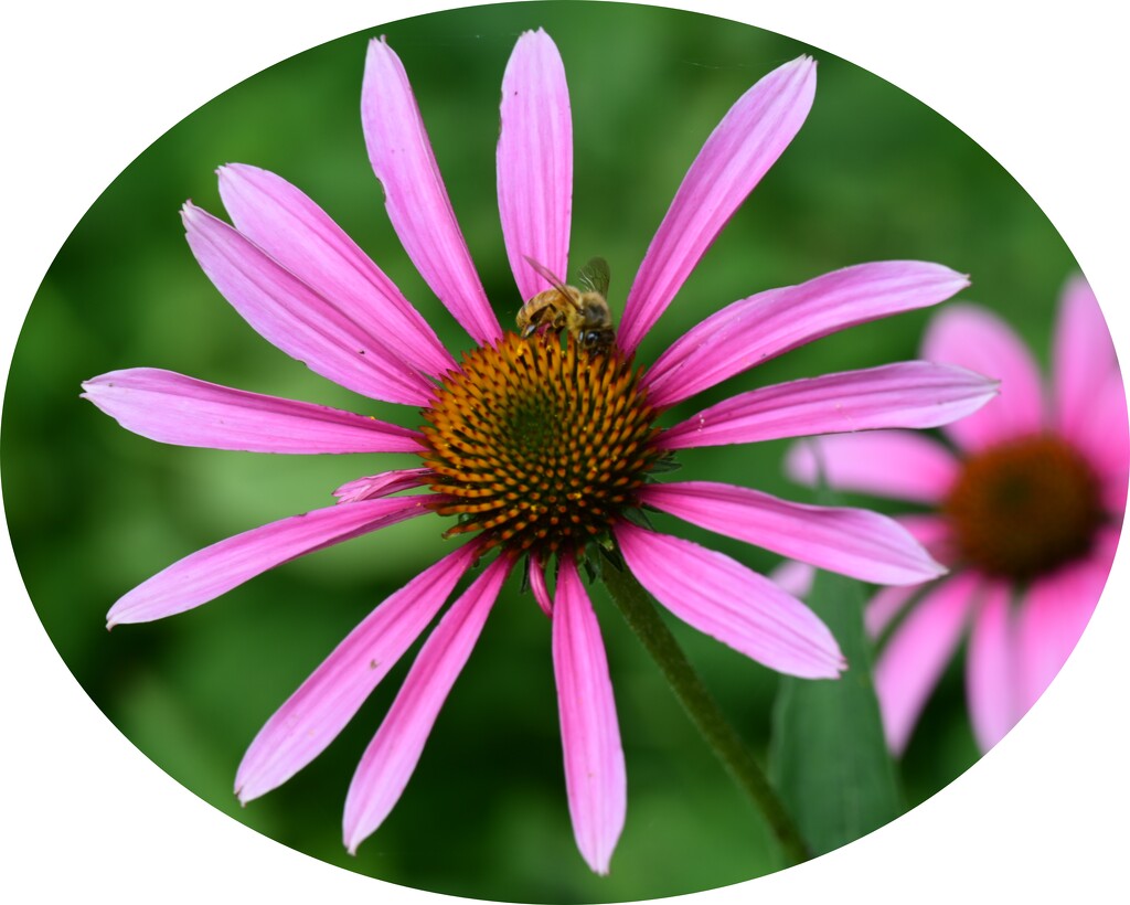 Coneflower with a bee by mdaskin