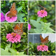27th Jul 2022 - Butterfly and Zinnias 