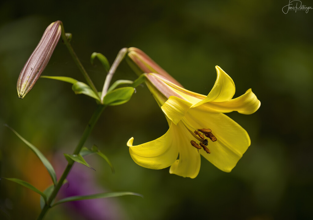 Chinese Lily by jgpittenger