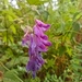 Vetch by 365projectorgjoworboys