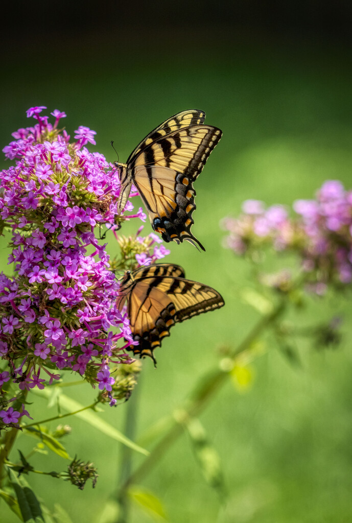 Eastern Tiger Swallowtails by kvphoto