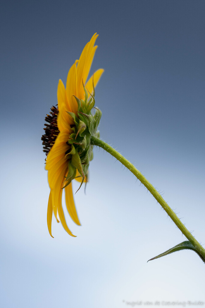 Sunflower  by ingrid01