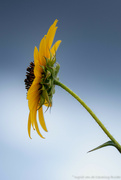 2nd Aug 2022 - Sunflower 
