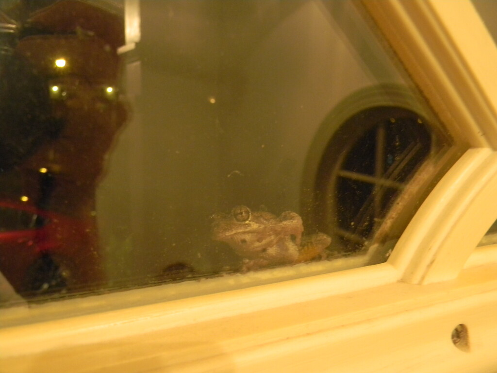 Frog in Window by sfeldphotos