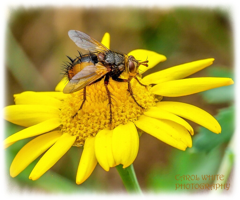 Fly And Flower by carolmw