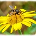 Fly And Flower by carolmw