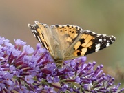 28th Jul 2022 - Painted Lady
