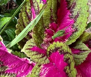 21st Jul 2022 - Camouflaged in the Coleus 