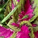 Camouflaged in the Coleus  by calm