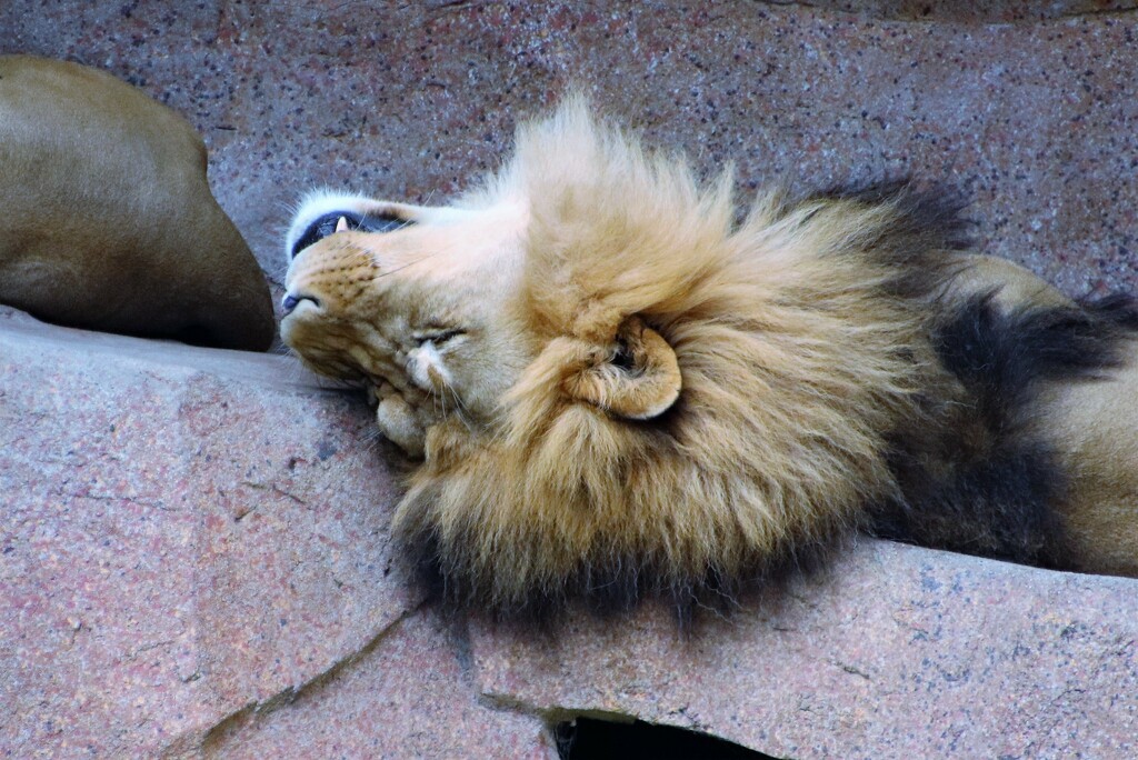 Sleeping Lion by randy23
