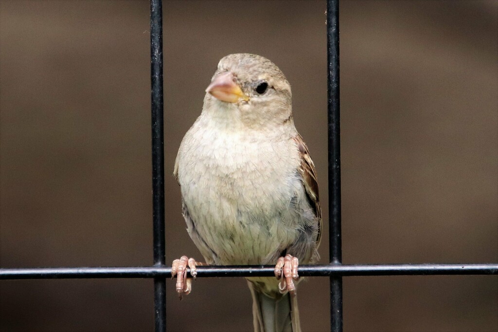 Bird On A Fence by randy23