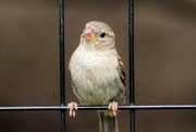 29th Jul 2022 - Bird On A Fence