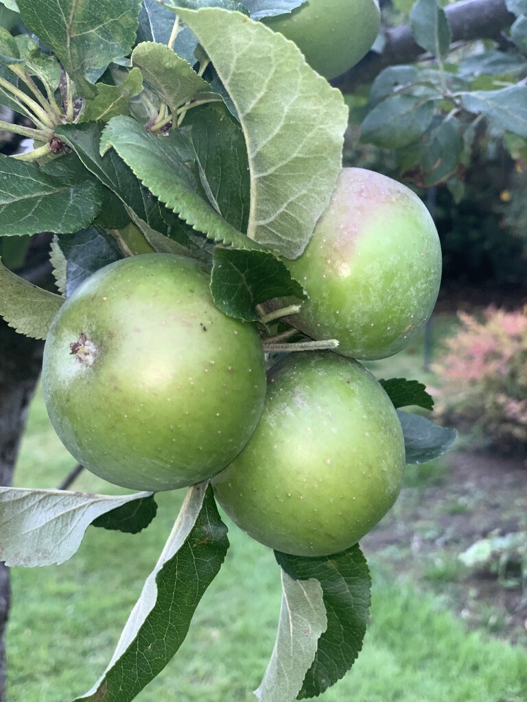 Apples on Tree by philm666