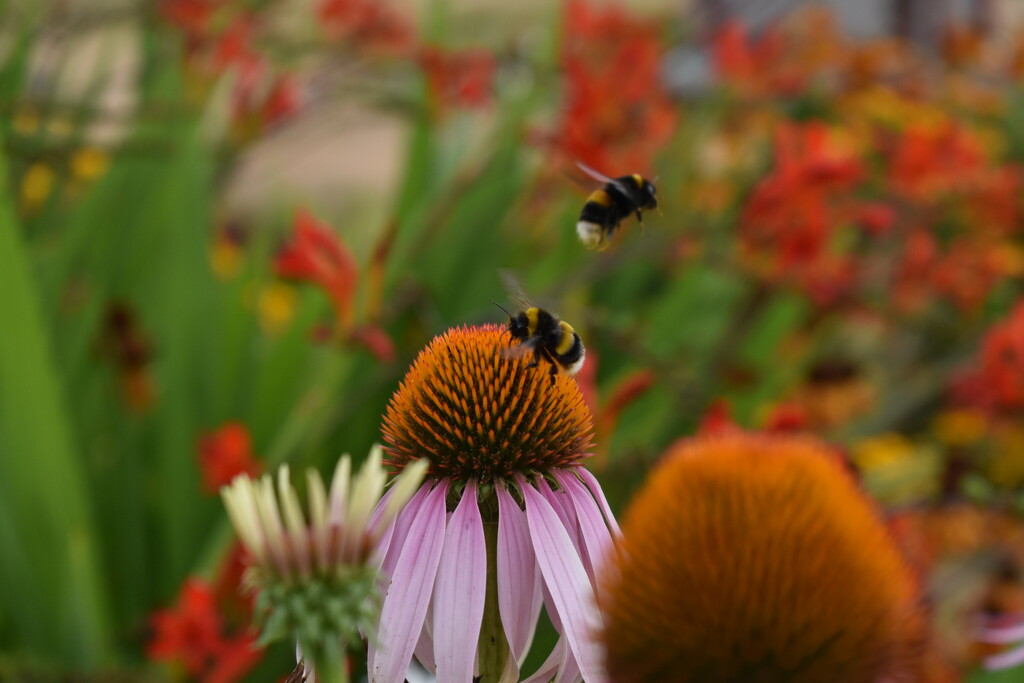 Two bees on the echinacea plants by anitaw