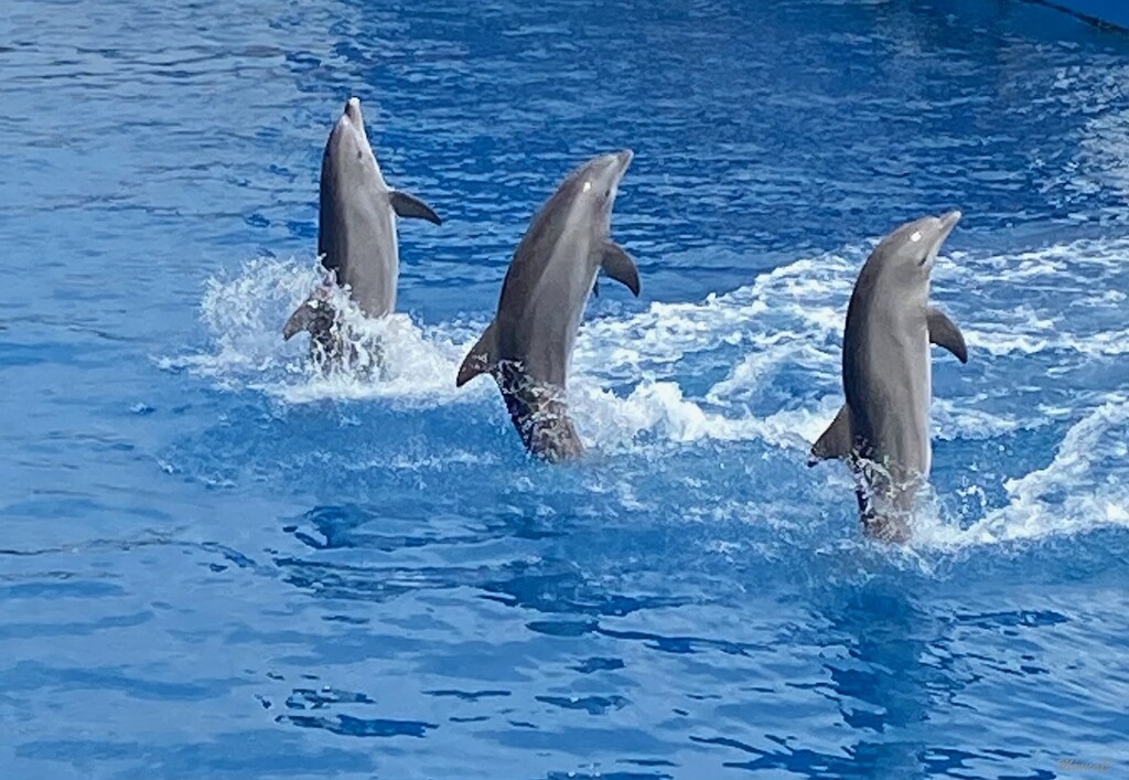Dolphins by monicac
