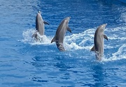 28th Jul 2022 - Dolphins