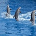 Dolphins by monicac