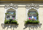 28th Jul 2022 - Floral windows